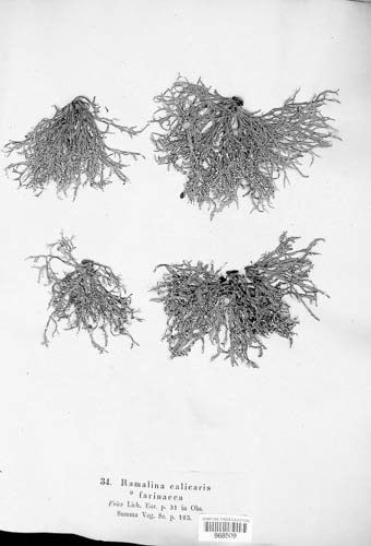 Ramalina calicaris image